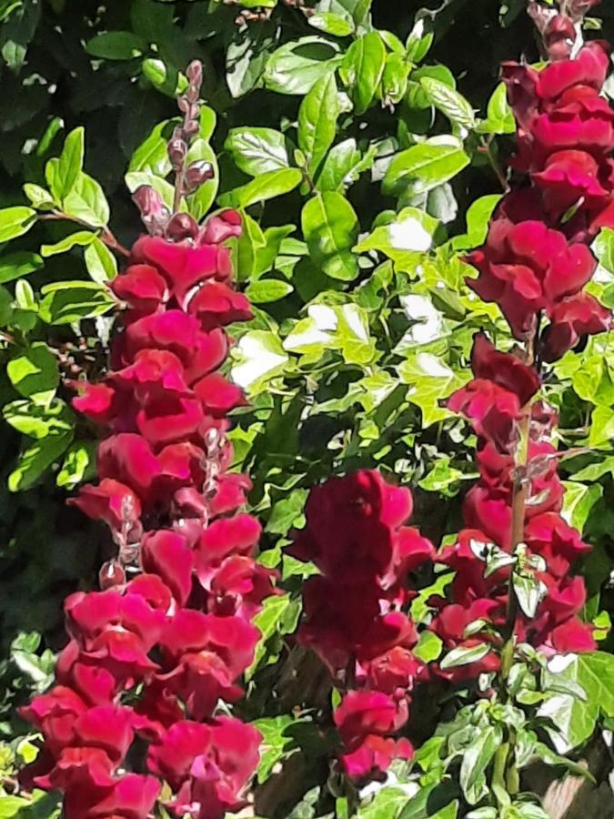 Les Deux Tilleuls Sablet Dış mekan fotoğraf