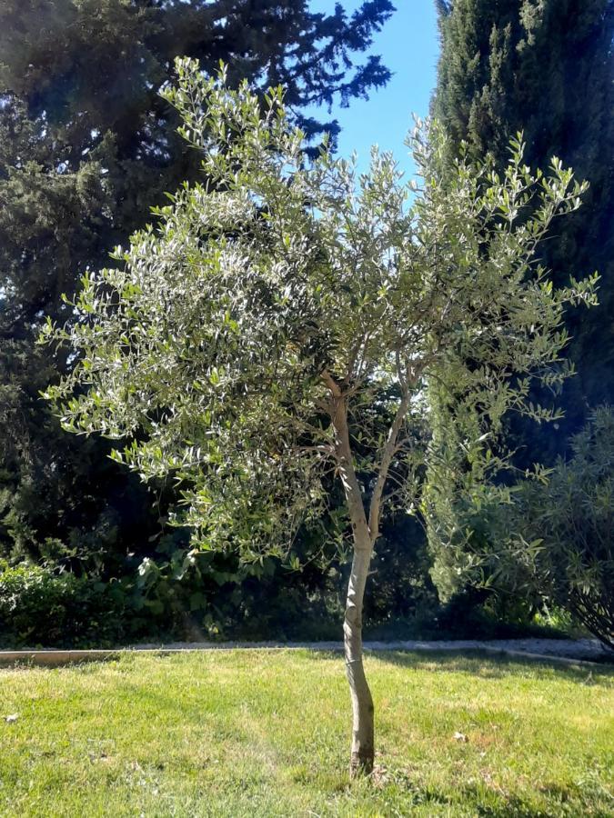 Les Deux Tilleuls Sablet Dış mekan fotoğraf
